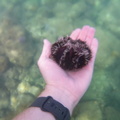 Collector Urchin